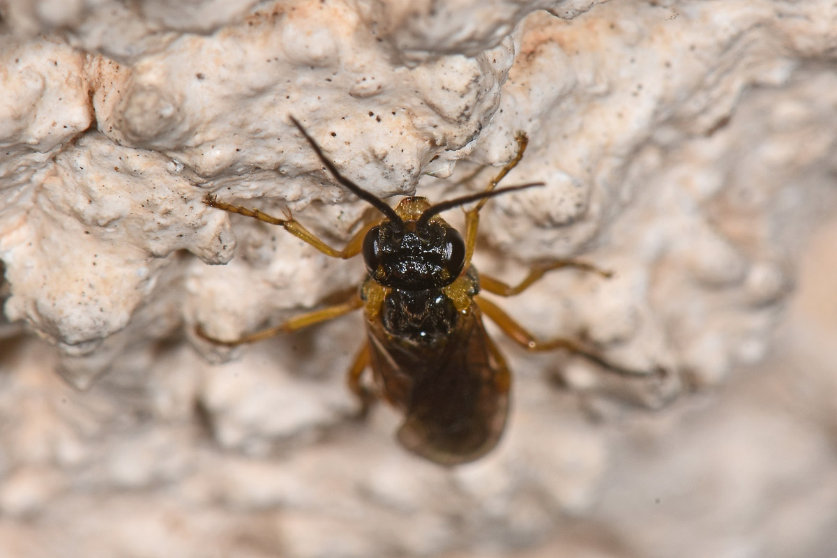 Tenthredinidae N 4: Nematinae, cfr. Pteronidea myosotidis